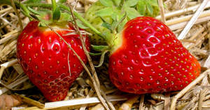 Offre d'achat en vrac d'huile de graines de fraise biologique acheteurs en gros à des fins d'aromathérapie 100% fabrication et exportateurs naturels - Product Image 5