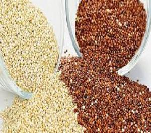 ขายส่งผู้ผลิต Quinoa ผลไม้จากอินเดีย - Product Image 2