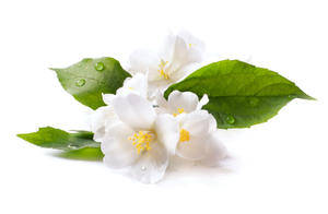 Aceite Absoluto de Jazmín Certificado GMP con Árbol de Té, Aceite Esencial 100% Puro Destilado al Vapor, Uso Multipropósito - Product Image 3