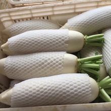 Daikon-rábano blanco fresco, WHATSAPP + 0084 845 639639, gran oferta - Product Image 2