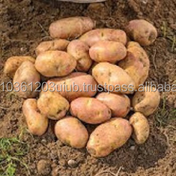 Новый корпус Экспорт свежих картофелей