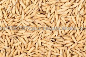 Semillas de canario de la mejor calidad, semillas de canario orgánico - Product Image 3