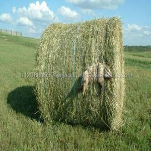 อัลฟัลฟ่าเฮย์/ ทิโมธี Alfafa Hay / Rhode Hay จากซัพพลายเออร์ที่ดีที่สุด - Product Image 1