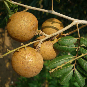 Fresh Longan Fruit from Vietnam Economical <b>Price</b> on Premium Fresh Fruit - Product Image 2