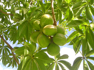 Sterculia foetida ในเวียดนาม/คุณภาพสูง/หวาน - Product Image 2