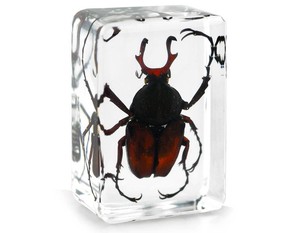 Artigianato in resina trasparente personalizzato veri insetti scarabeo a braccio lungo <span class=keywords><strong>e</strong></span> campione acrilico in resina di insetti - Product Image 1
