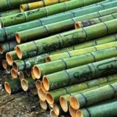 treatment bamboo poles for planting, support tree.
