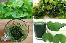 ผงเซนเทลล่าอาซิอาติก้าธรรมชาติแบบ100% ผลิตภัณฑ์เพื่อการเกษตรระดับพรีเมียมจากเวียดนาม - Product Image 6