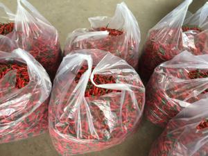 Pimienta fresca de Chile rojo orgánico Producto vegetal natural del fabricante real para la alimentación y la agricultura Listo para la exportación - Product Image 3