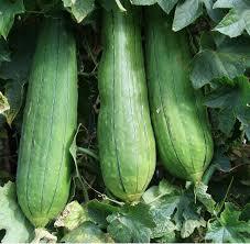 ÉPONGES LUFFA FABRIQUÉES AU VIETNAM - Product Image 5