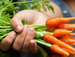 Offre Spéciale! VENTES EN GROS LÉGUMES FRAIS CAROT NOUVELLE CULTURE AU VIETNAM 2024 AU MEILLEUR PRIX ET QUALITÉ - Product Image 3