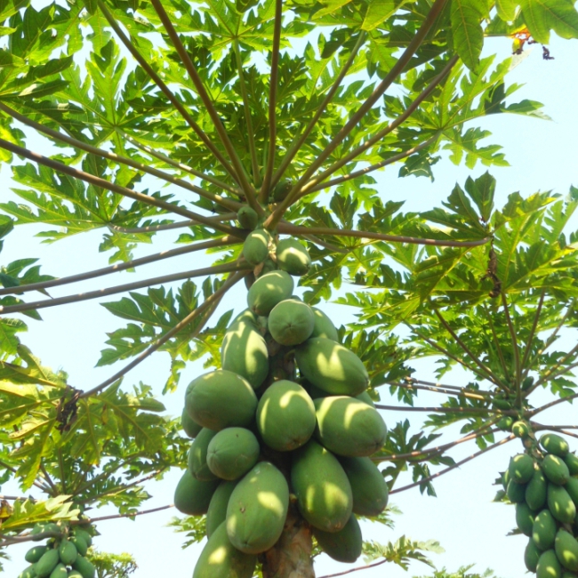 santaverde aloe vera Aloe Vera Gel pur ohne Duft – Naturkosmetik Abelbeck main image 1