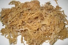 EUCHEUMA COTTONII/SARGASSUM-haute qualité-Ms: Holiday - Product Image 6
