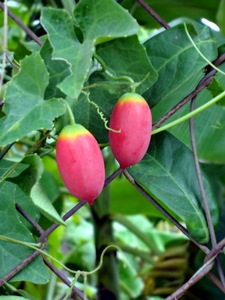 Hobis-le meilleur pas cher du VIETNAM, cockis/BRYONIA, fabriqué au VIETNAM - Product Image 4