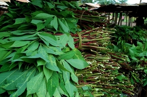 มันสำปะหลัง/มันสำปะหลังแช่แข็งราคาที่ดีที่สุด - Product Image 4