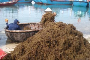 SARGASSUM-algas marinas marrones - Product Image 4
