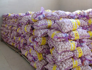 Ajo Blanco Orgánico Fresco, 2 kg, en Bolsas de Malla/Cartones, Precio de Fábrica para Venta al por Mayor, Vegetales de la Familia Liliácea con 24 Meses de Vida Útil - Product Image 5