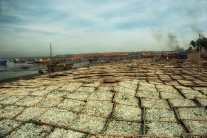 Anchoa seca, anchoa seca, alta calidad, el mejor precio - Product Image 4