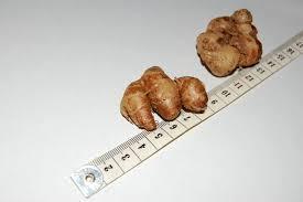 ผู้จัดจำหน่ายที่ดีที่สุด คาเอมเฟอร์เรีย กาลันกา เกรดพรีเมียม ขายดีจากเวียดนาม ส่งออก - Product Image 3