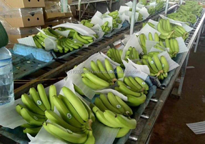 Plátano fresco para venta al por mayor, 2020 Ms, vacaciones - Product Image 6