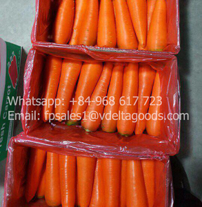 แครอทสดแครอทกรอบอร่อยวันหยุดแครอทเวียดนาม - Product Image 2