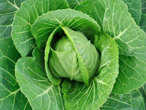 Wholesale <b>Fresh</b> <b>Cabbage</b>/ Green <b>Cabbage</b> with Large Quantity - Product Image 5