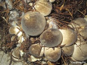 VIETNAM STRAW <b>MUSHROOM</b> for SALE in 2020 - Product Image 2