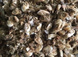 ปลากะตักหัวปลาสำหรับการส่งออก - Product Image 2