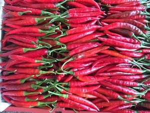 Piment glacé/piment rouge glacé/grande quantité mme. vacances - Product Image 3