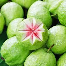 Exportadores y Proveedores Globales de Aceite Portador de Semillas de Guayaba Premium Prensado en Frío con Certificación GMP - Product Image 2