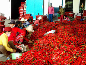 Vietnam en vrac séché poudre de piment rouge traitement brut type processus séché à l'air - Product Image 2
