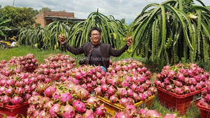 Gbs-dragon fruit Viet, collection 2018 totale, court/Ms, vacances - Product Image 5