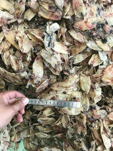 Calmar séché pour soupe / Seiche séchée du Vietnam à prix compétitif - Product Image 5