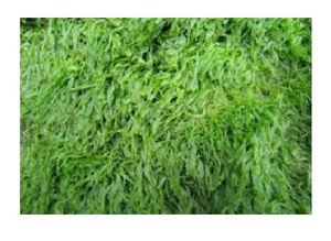 สาหร่ายทะเล ulva Lactuca จากเวียดนาม/2020ราคาดี - Product Image 6