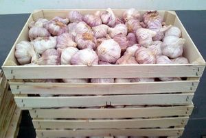 Ajo Blanco Orgánico Fresco, 2 kg, en Bolsas de Malla/Cartones, Precio de Fábrica para Venta al por Mayor, Vegetales de la Familia Liliácea con 24 Meses de Vida Útil - Product Image 3