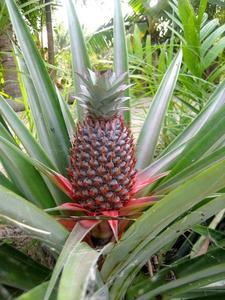 ANANAS DORÉ FRAIS - Product Image 3