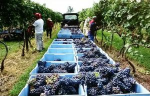 New <b>Crop</b> <b>Top</b> Quality Fresh Grapes - Product Image 5
