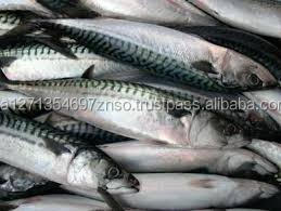 Pescado Bonito Congelado en Bloque Entero, Envasado al Vacío, Bajo en Sodio, Orgánico, Grado A, en Venta - Product Image 2