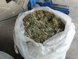 100% Ensilaje de maíz de buena calidad para alimentación de ganado (Sra. Holiday) 2024 - Product Image 4