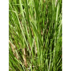 น้ำมันหอมระเหยปาล์มโรซ่าบริสุทธิ์ 100% เกรดเครื่องสำอาง กลั่นด้วยไอน้ำ จำหน่ายส่ง ผู้ผลิต ผู้ส่งออก สำหรับอโรมาเธอราพี - Product Image 6