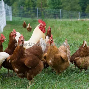 Pó emulsificado de gordura de palma/vegetal para aves/galinha/gastrica mono