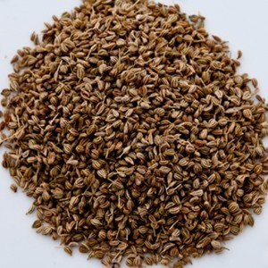 Aceite esencial de Ajwain Natural puro Trachyspermum Ammi difusor de masaje de aromaterapia aceite 100% orgánico precio al por mayor a granel - Product Image 4