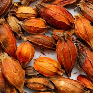 ผงการ์ดีเนีย เจนิพิน ราคาดีจากเวียดนาม - Product Image 2