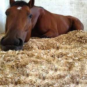 HOT SALE - PURE WOOD <b>SHAVINGS</b> FOR ANIMALS BEDDING W: +84 973 101 511 - Product Image 5