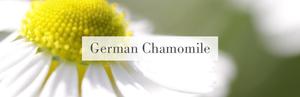 Quantité en vrac disponible d'huile allemande de camomille au prix de gros pour une utilisation industrielle dans les produits cosmétiques - Product Image 2