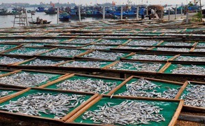 SÉCHÉS ANCHOIS MEILLEUR VENTE 2021 99 Or Données - Product Image 4