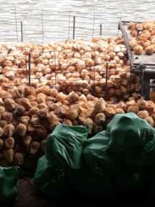 Brown <strong>Coconuts</strong> From Vietnam - Thick <strong>Coconut</strong> Meat - Product Image 3