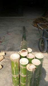 Matériaux bruts de poteaux en bambou 100% naturel du Delta du Vietnam, tailles 60-150cm. Contactez-nous au +84-845-639-639 - Product Image 4