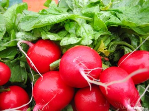 หัวไชเท้าเวียดนามสีแดง/สดหัวไชเท้าสีแดง/WhatsApp + 84845 639639 - Product Image 3