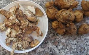 ข่า/เคมเฟอเรียข่าราคาที่ดีที่สุด-วันหยุด - Product Image 6